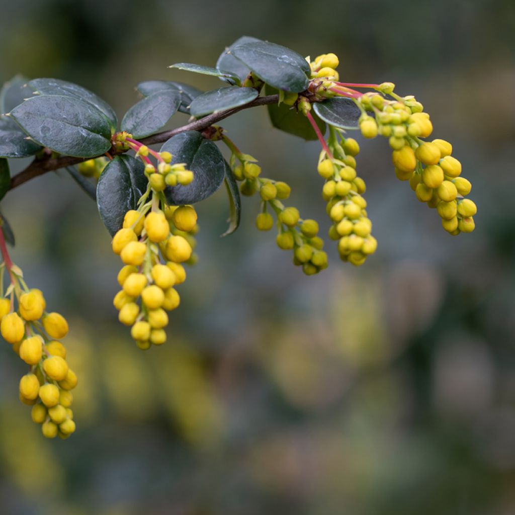 Berberis linearifolia Orange King - Epine-vinette