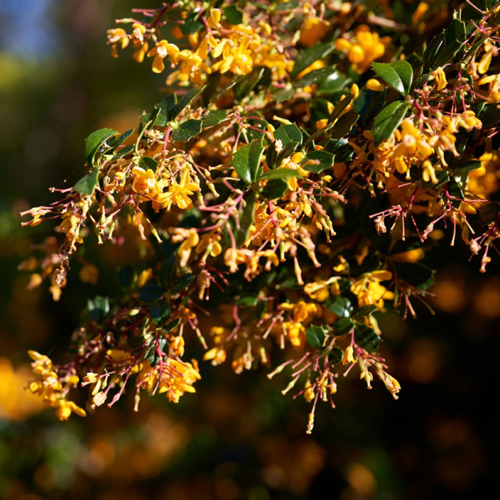 Berberis lologensis Apricot Queen - Epine-vinette.