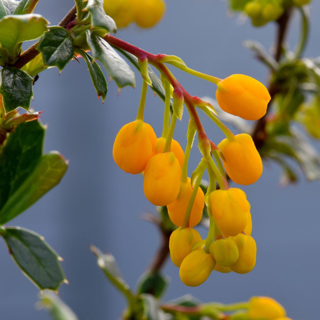 Berberis lologensis Apricot Queen - Epine-vinette.