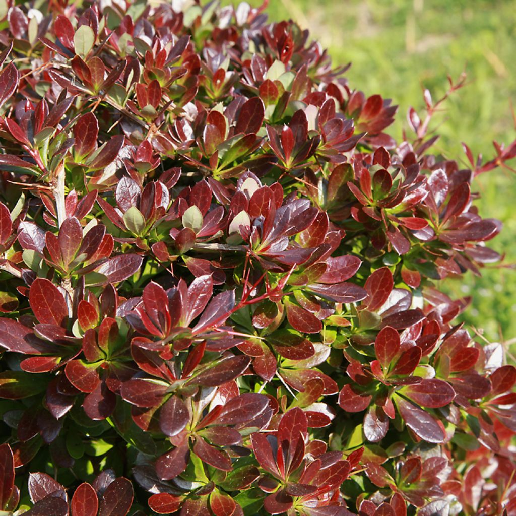 Berberis media Red Jewel - Epine-vinette