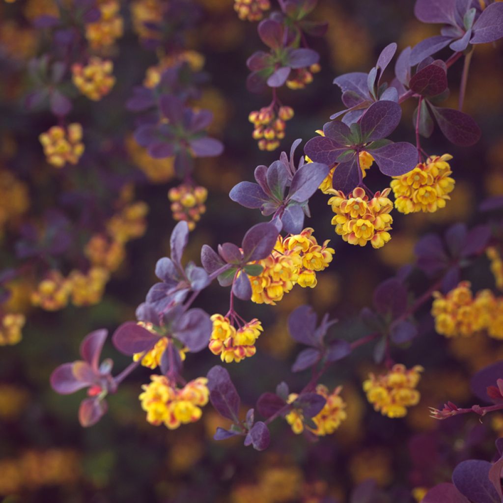 Berberis ottawensis Auricoma - Epine-vinette.