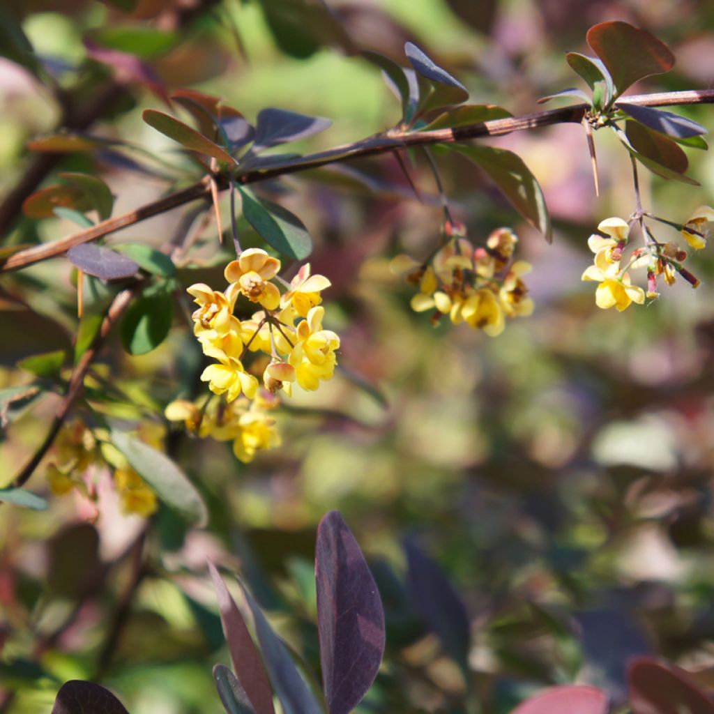 Berberis ottawensis Auricoma - Epine-vinette.