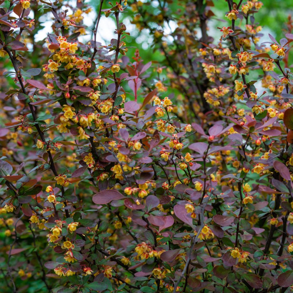 Berberis ottawensis Auricoma - Epine-vinette.