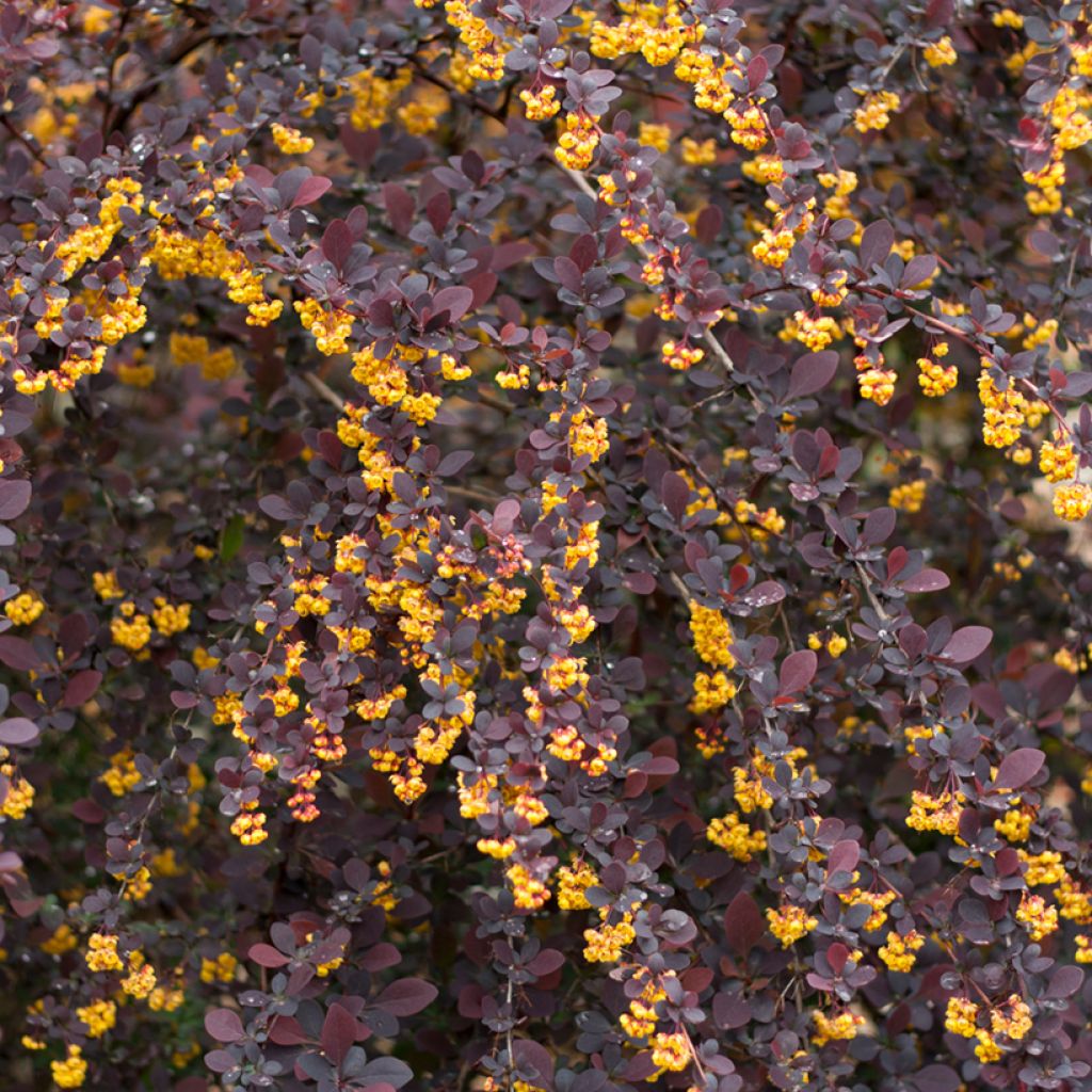 Berberis ottawensis Superba - Epine-vinette