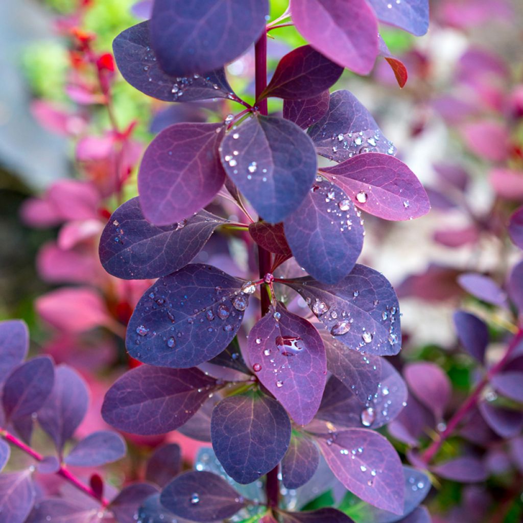 Berberis ottawensis Superba - Epine-vinette