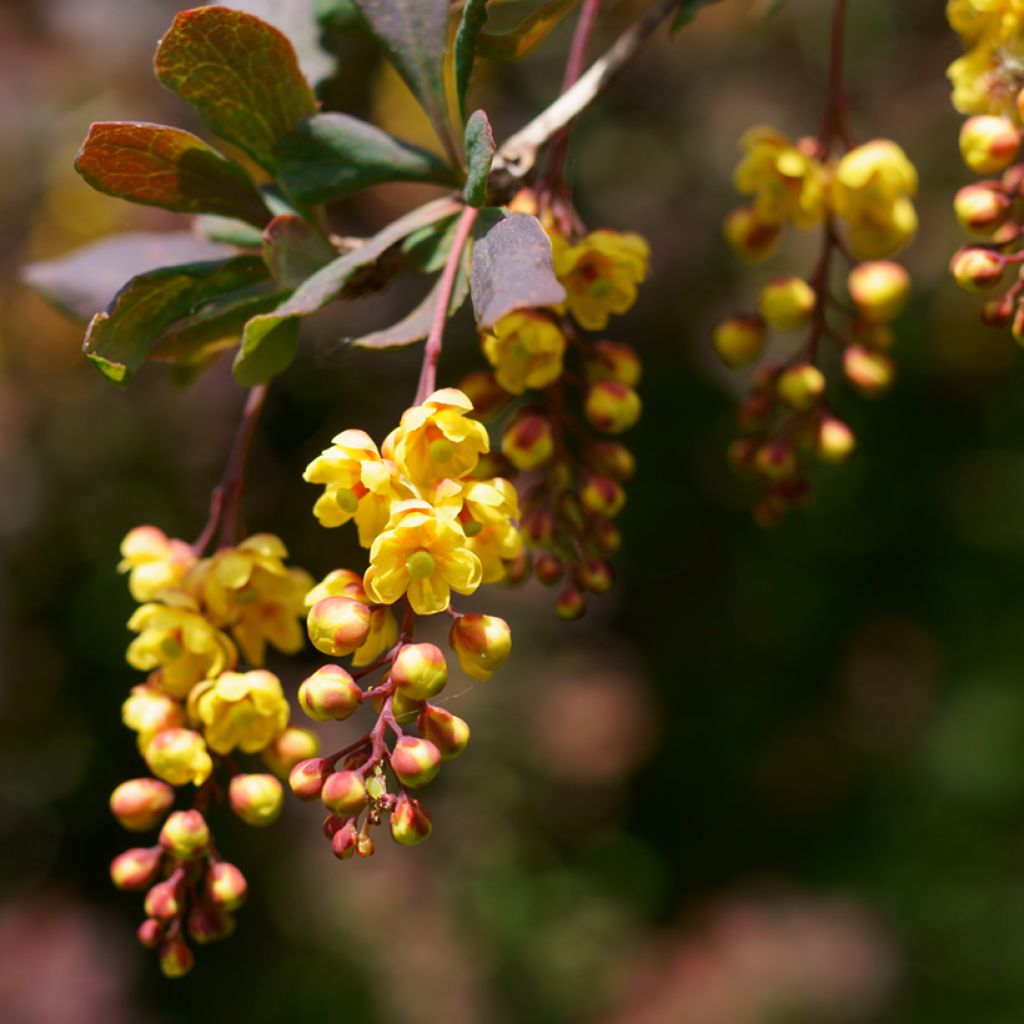 Berberis ottawensis Superba - Epine-vinette