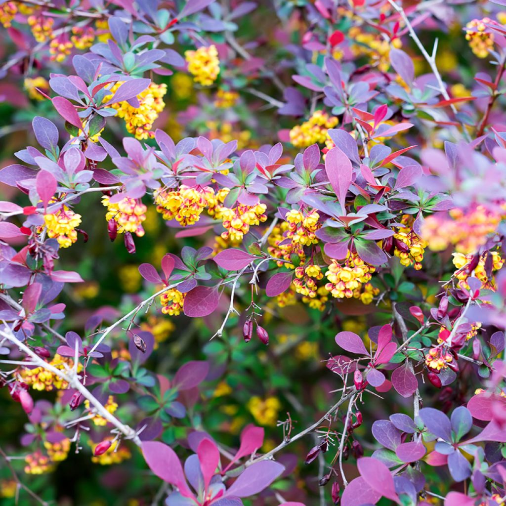 Berberis ottawensis Superba - Epine-vinette