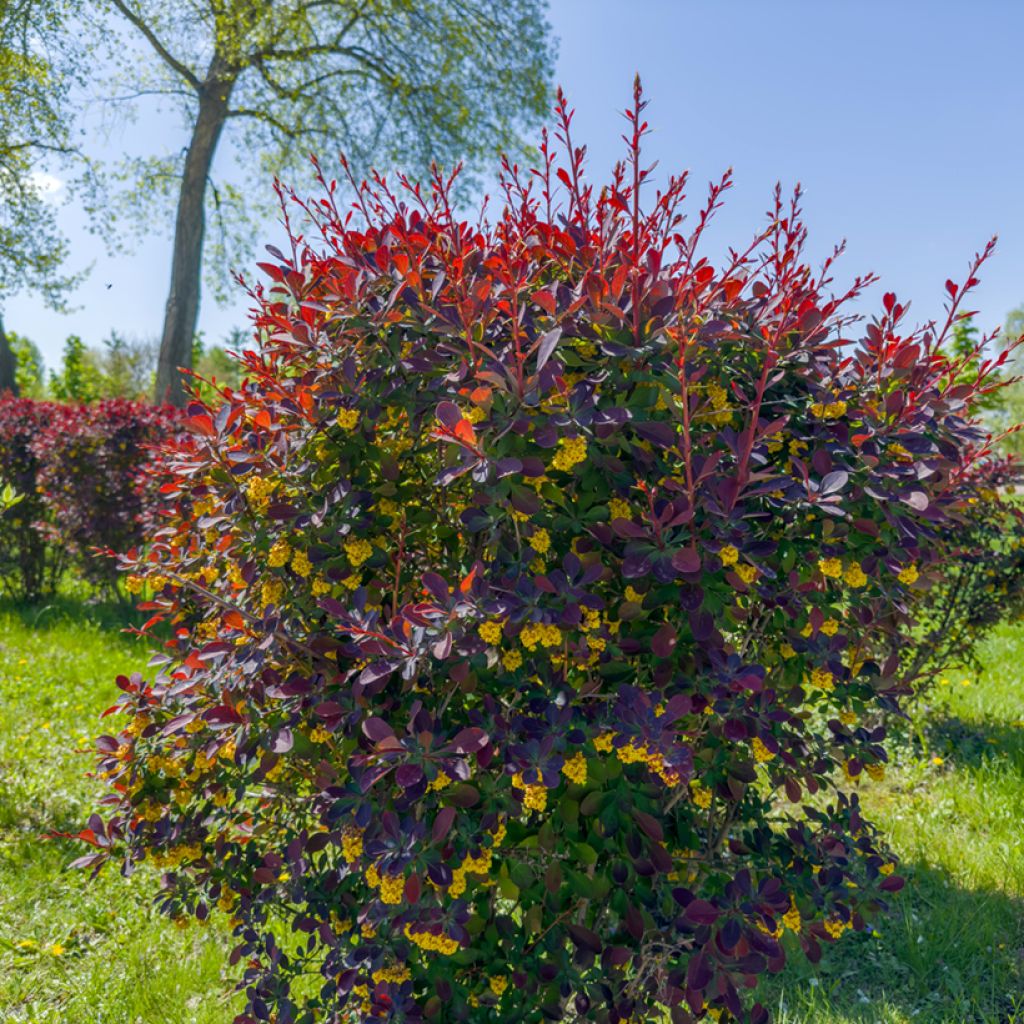 Berberis ottawensis Superba - Epine-vinette