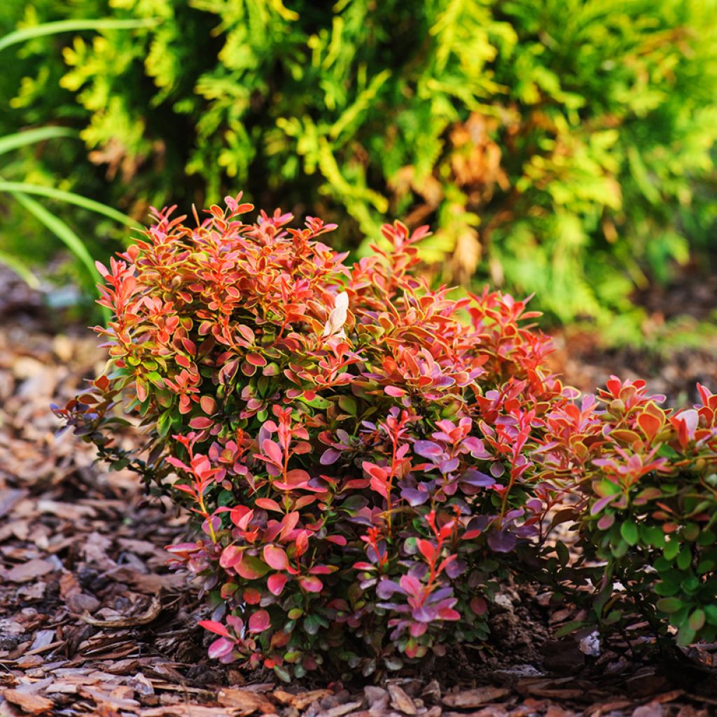 Berberis thunbergii Admiration