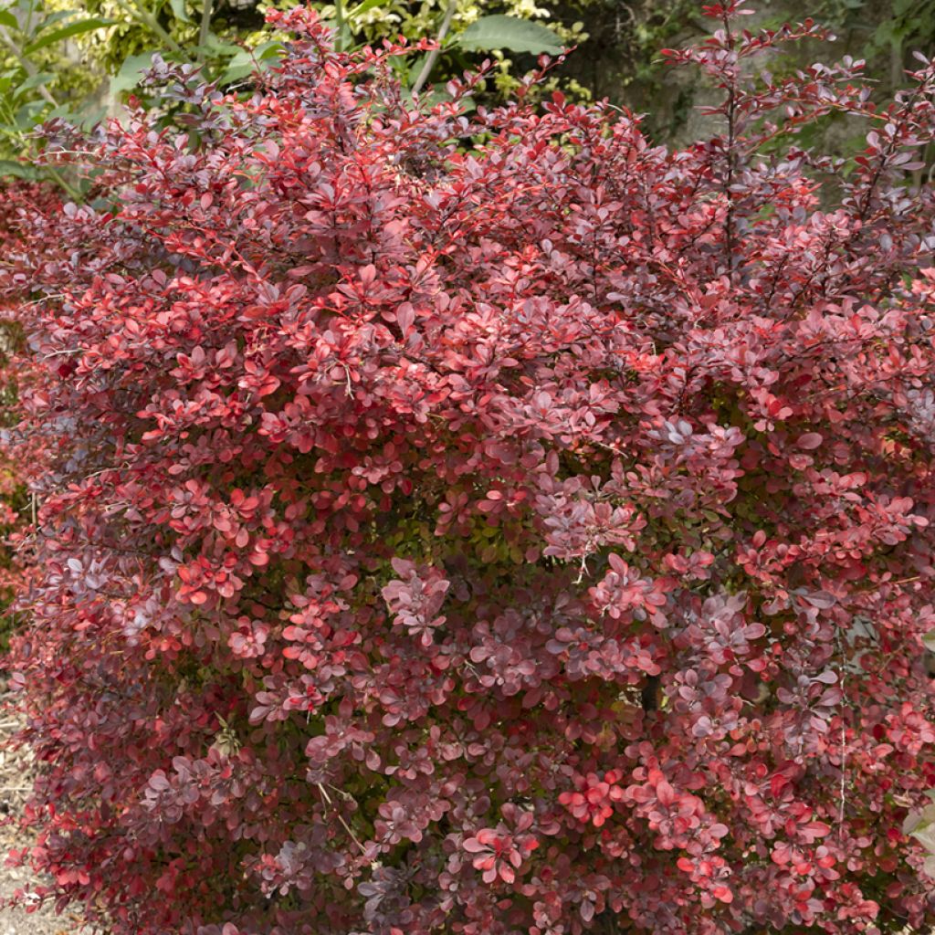 Berberis thunbergii Atropurpurea - Epine-vinette