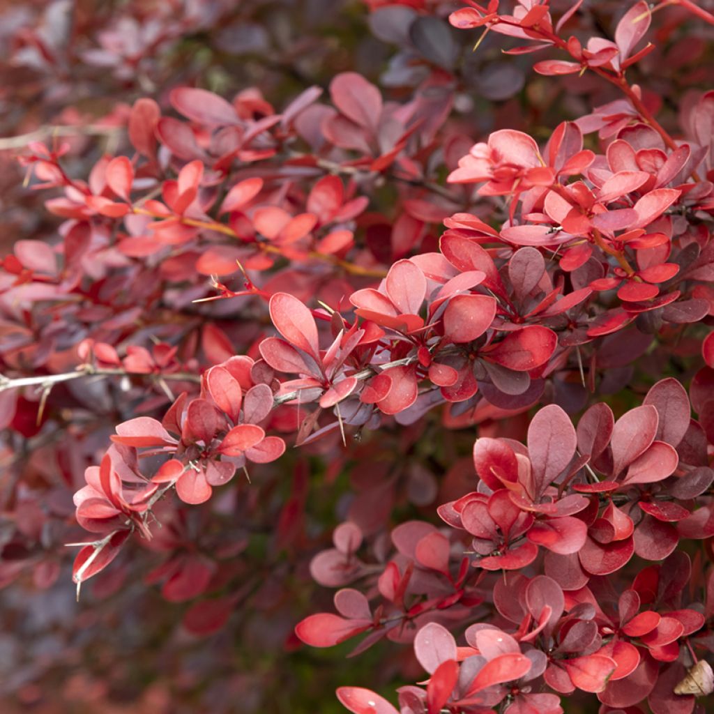 Berberis thunbergii Atropurpurea - Epine-vinette