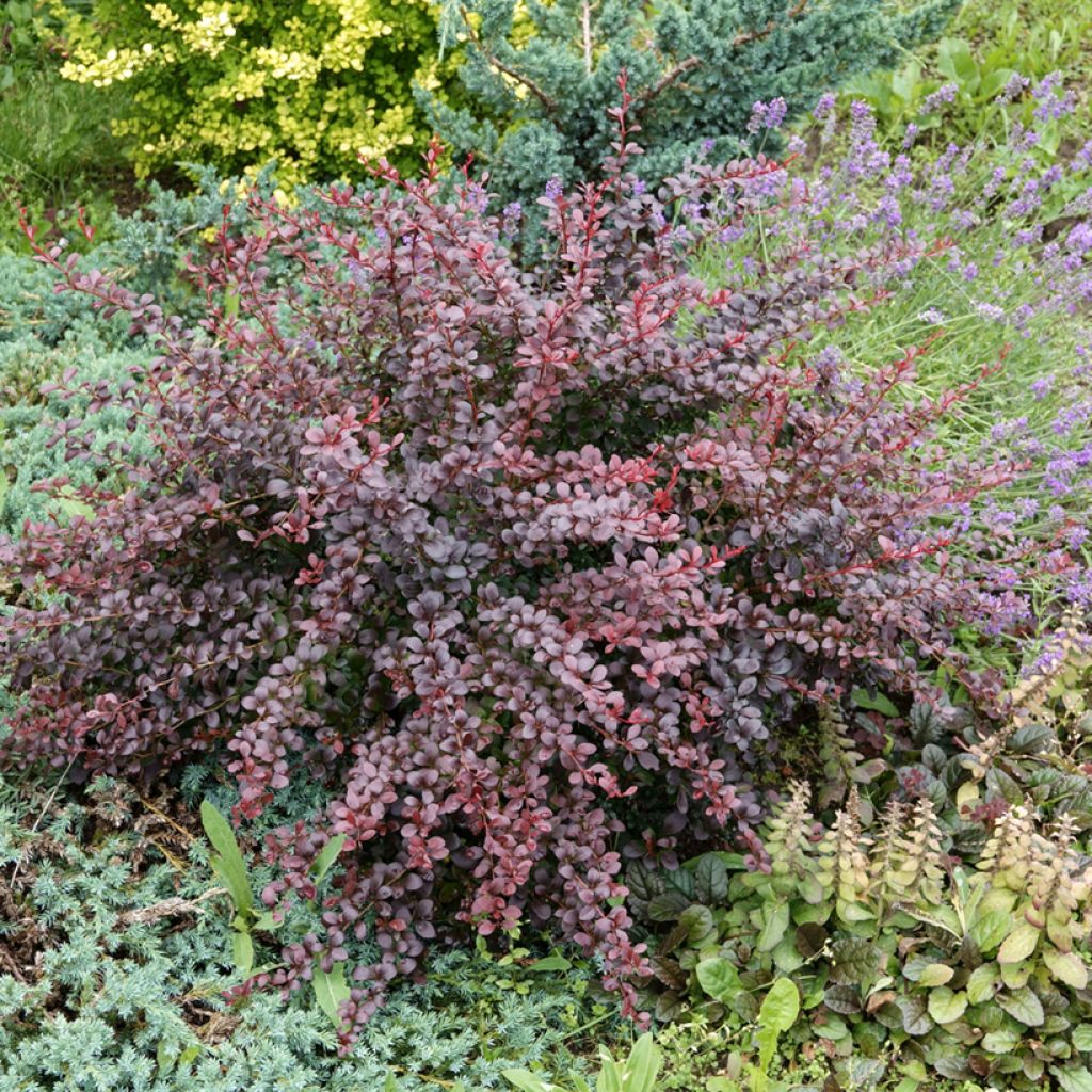 Berberis thunbergii Atropurpurea - Epine-vinette