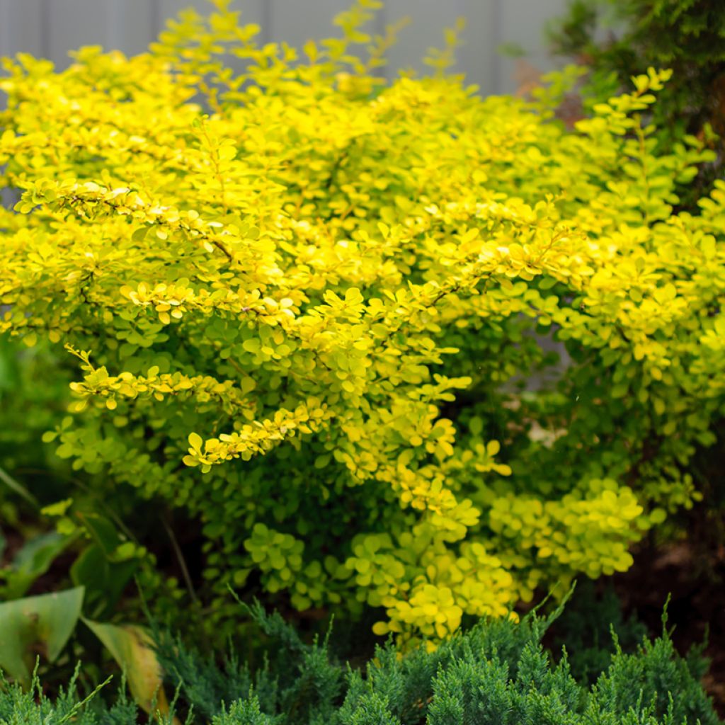 Berberis thunbergii Aurea - Epine-vinette