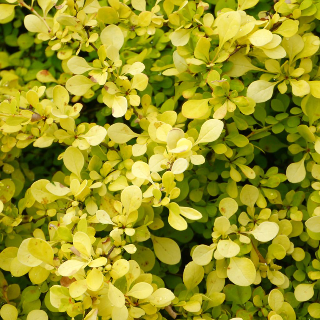 Berberis thunbergii Aurea - Epine-vinette