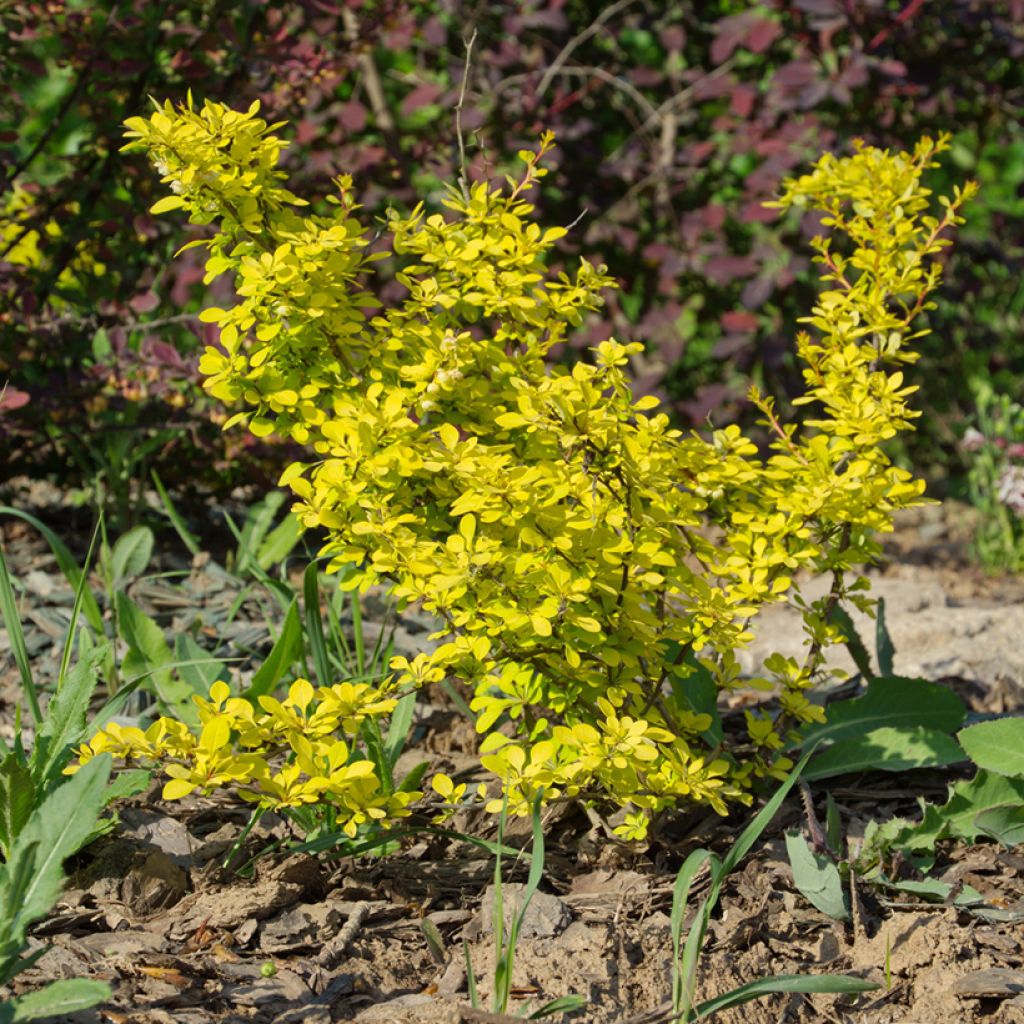 Berberis thunbergii Aurea - Epine-vinette