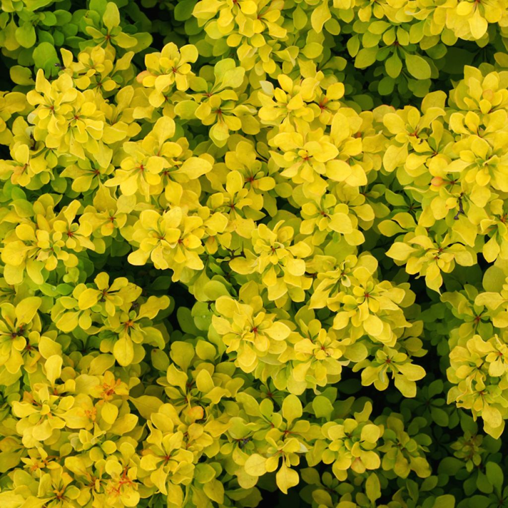 Berberis thunbergii Bonanza Gold - Épine-vinette de Thunberg 