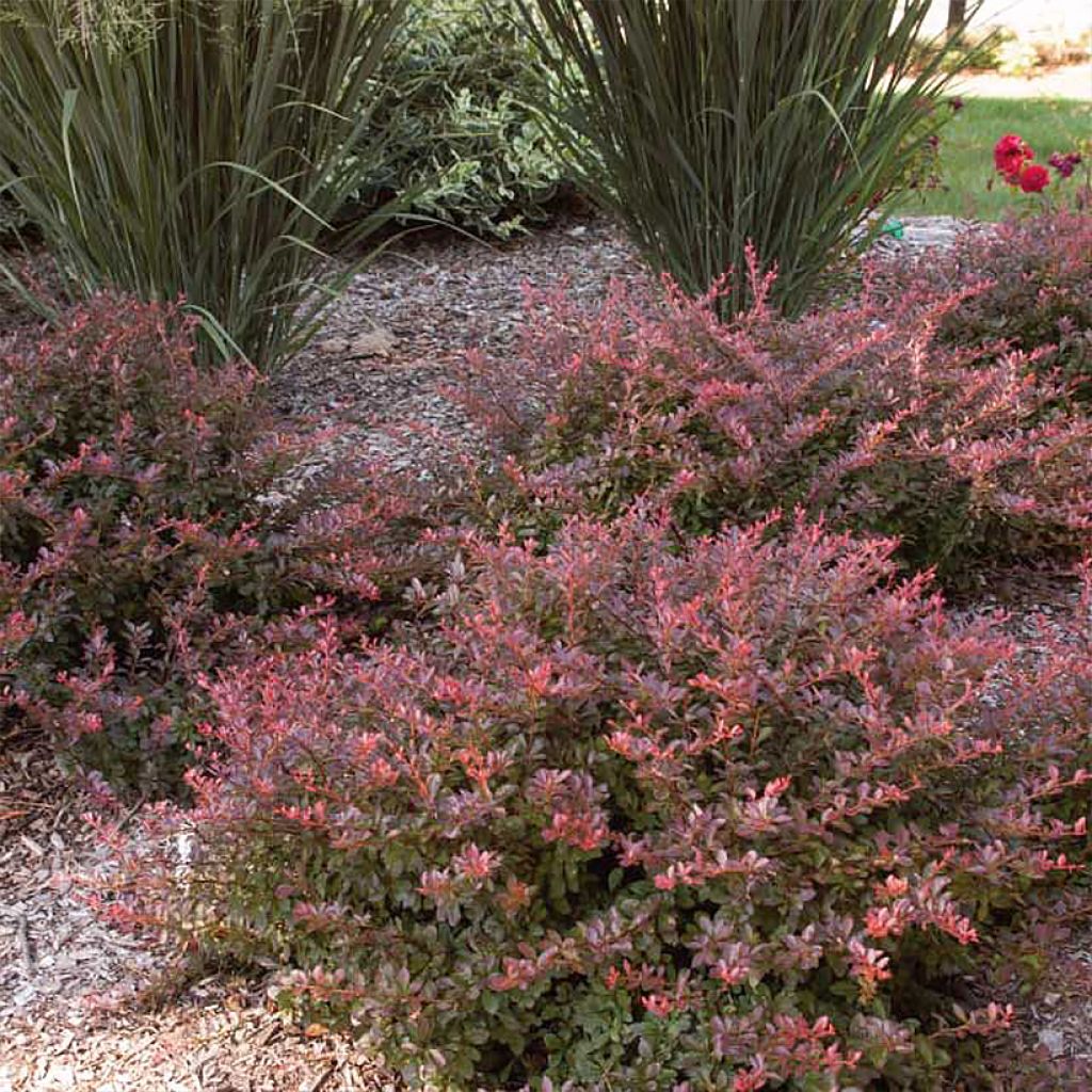 Berberis thunbergii Cabernet - Epine-vinette