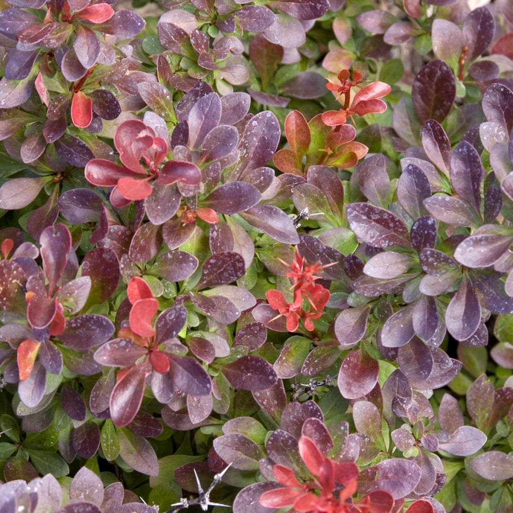 Berberis thunbergii Cabernet - Epine-vinette