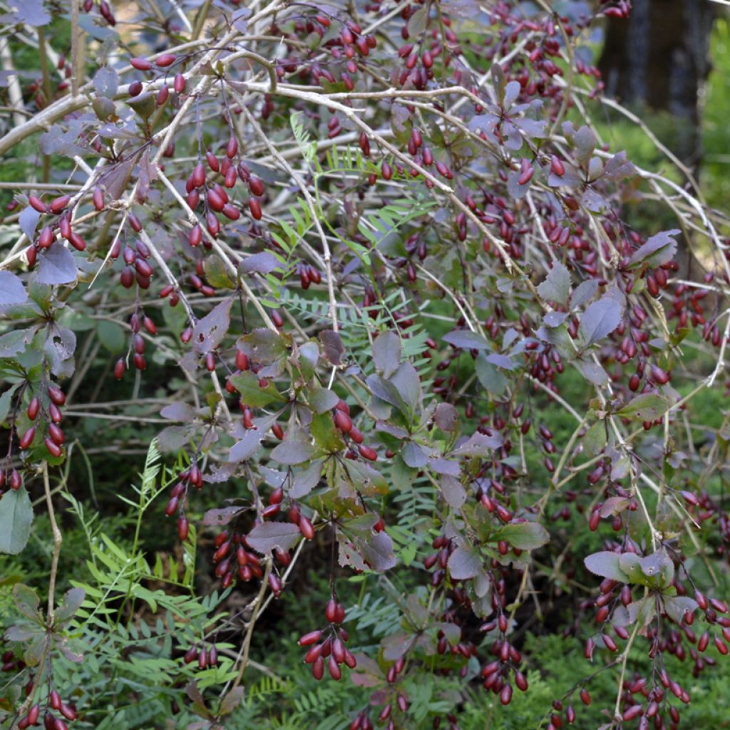 Berberis thunbergii Dart's Red Lady - Épine-vinette