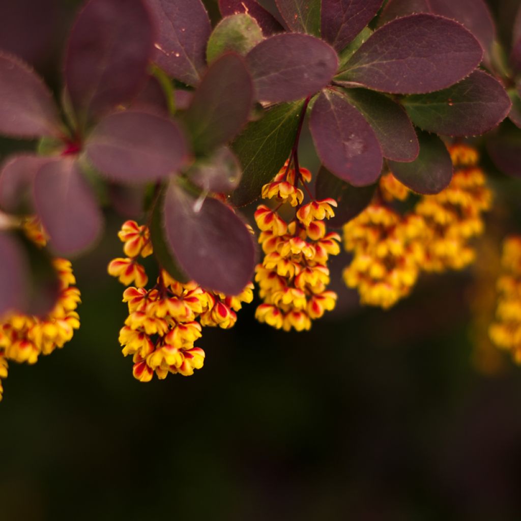 Berberis thunbergii - Epine-vinette de Thunberg 