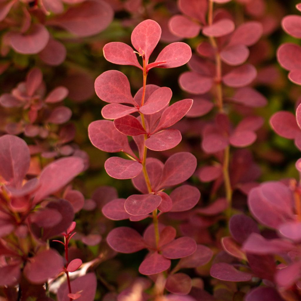 Berberis thunbergii - Epine-vinette de Thunberg 