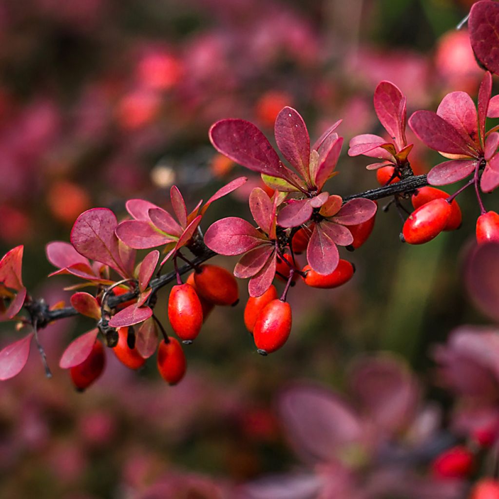 Berberis thunbergii - Epine-vinette de Thunberg 