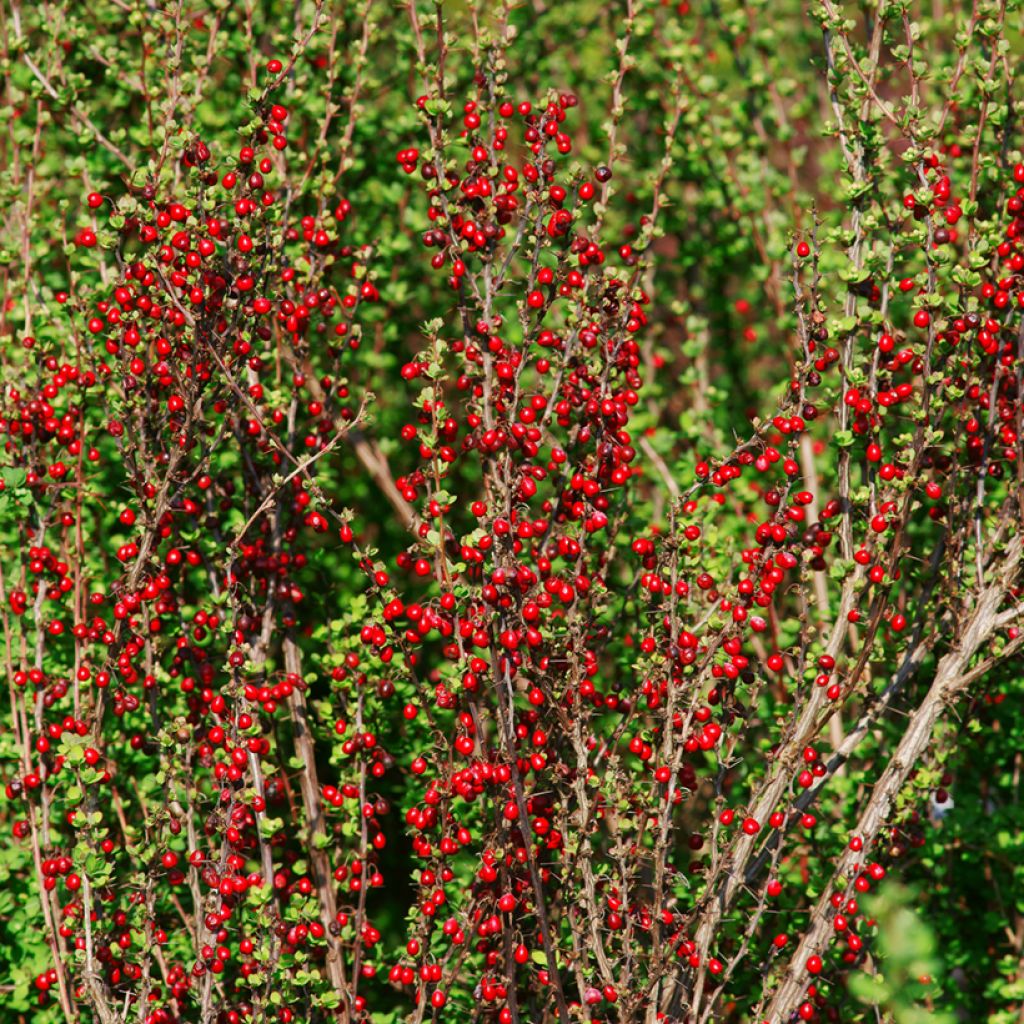 Berberis thunbergii Erecta - Epine-vinette