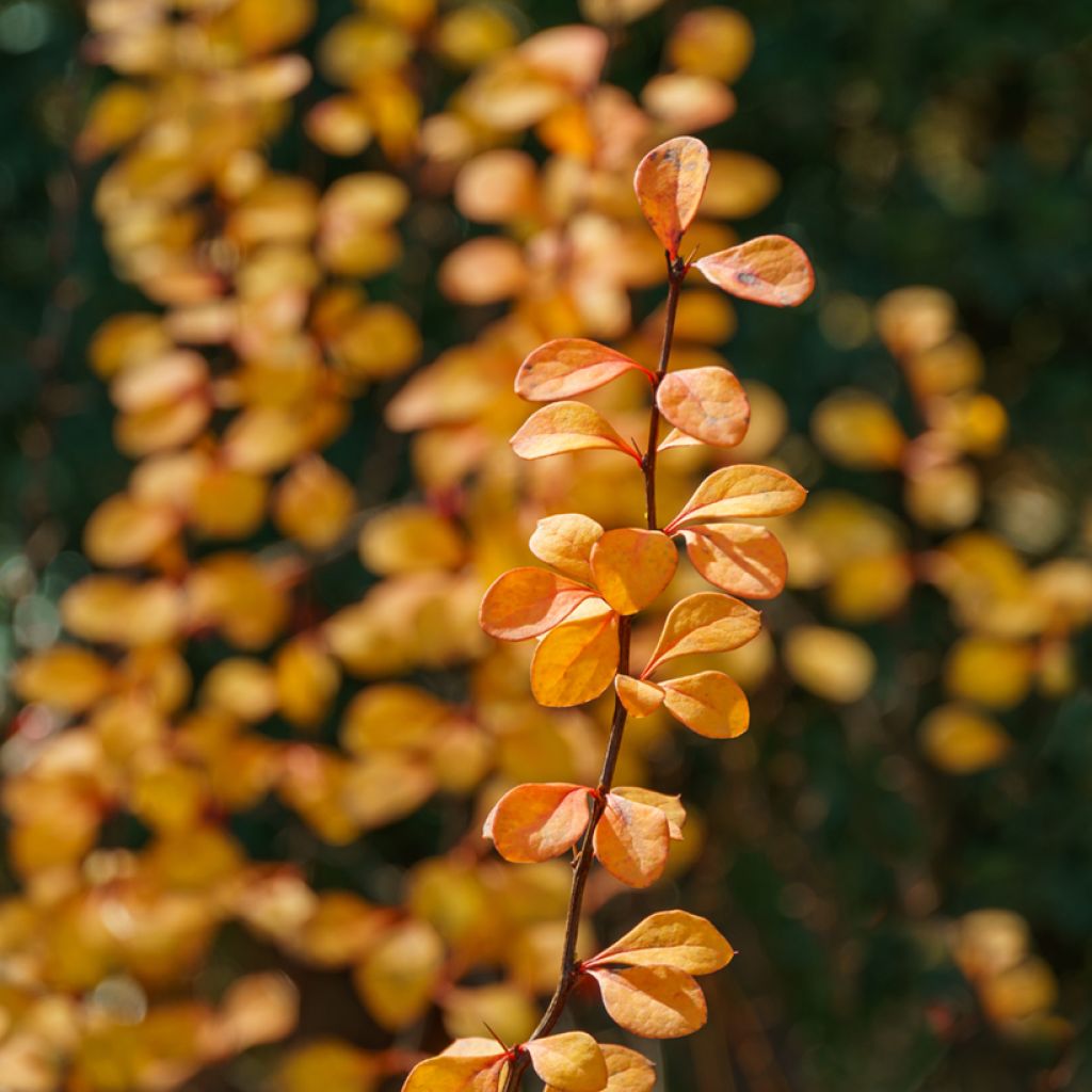 Berberis thunbergii Erecta - Epine-vinette