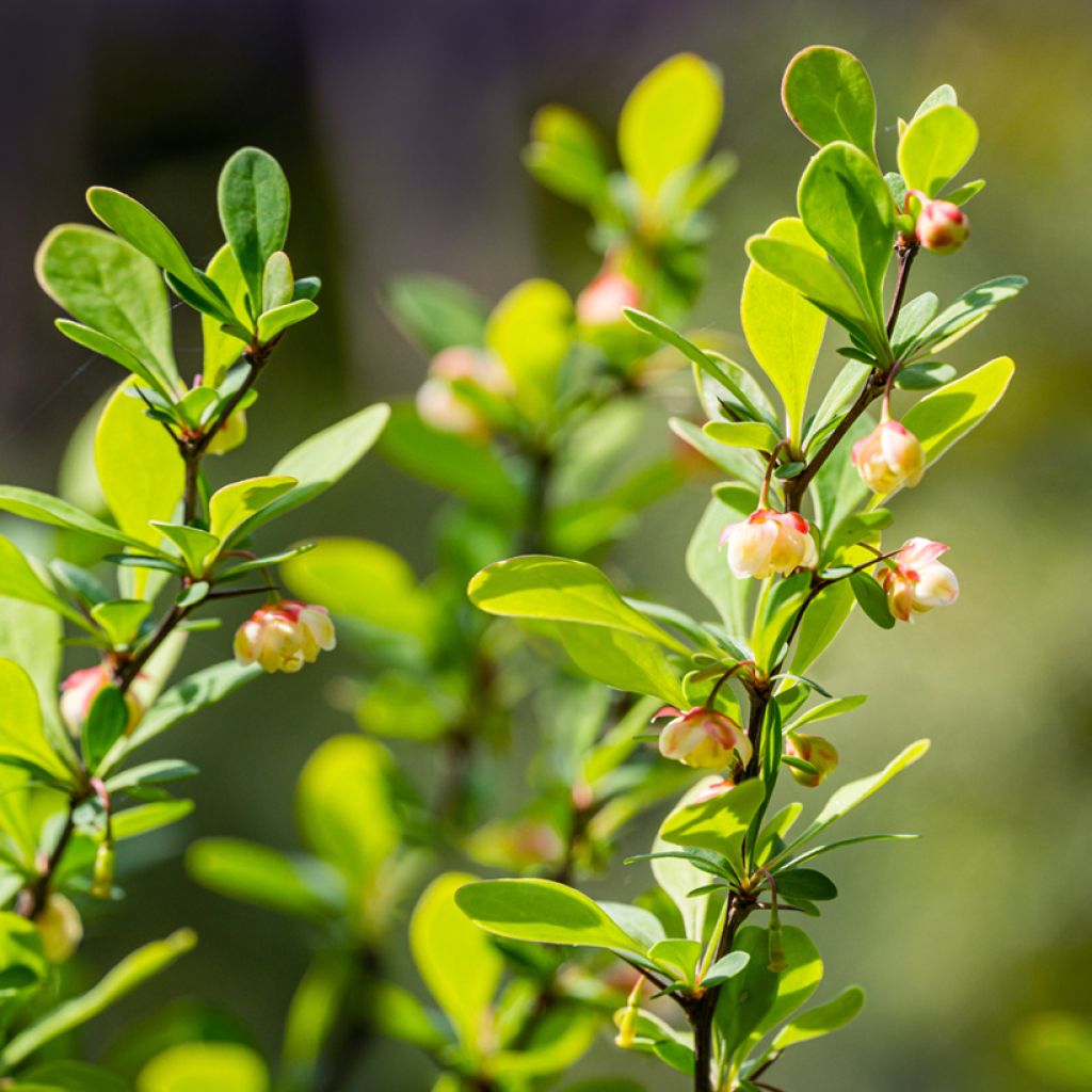 Berberis thunbergii Erecta - Epine-vinette