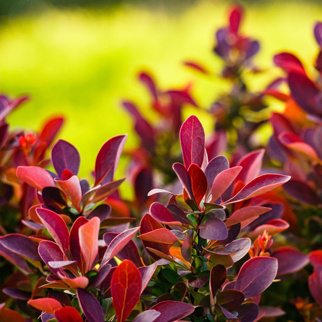 Berberis thunbergii Fireball - Epine-vinette