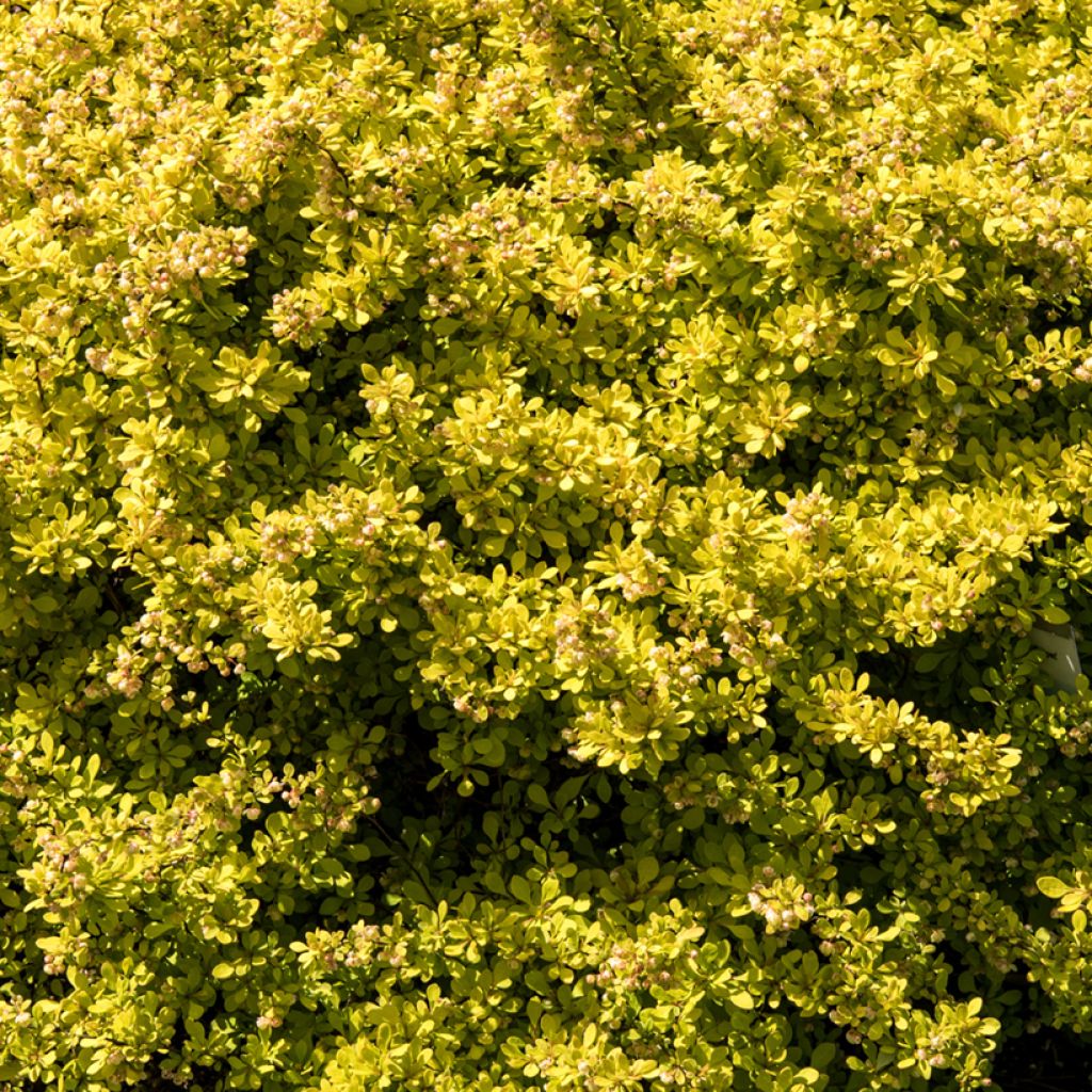 Berberis thunbergii Golden Carpet - Epine-vinette