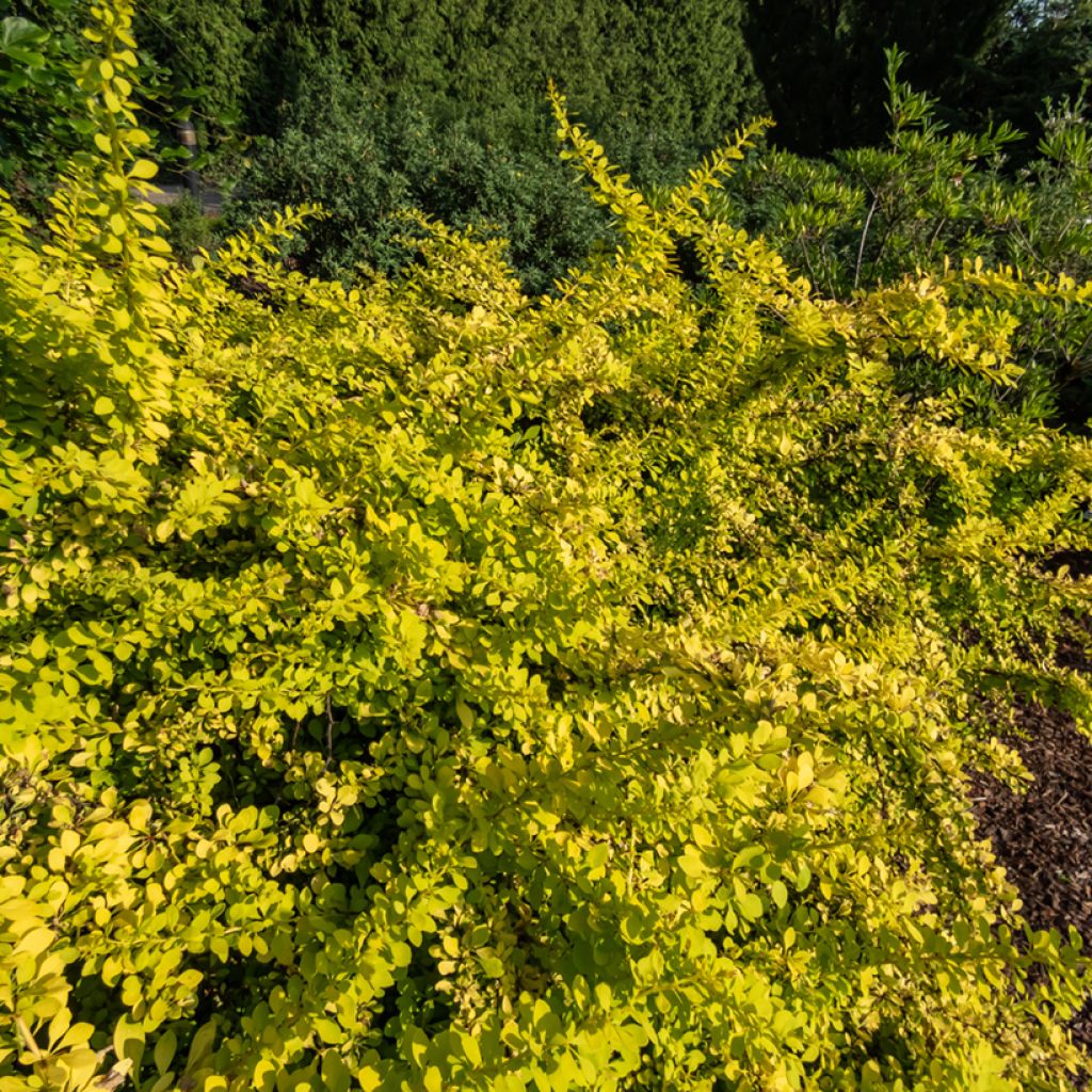 Berberis thunbergii Golden Carpet - Epine-vinette