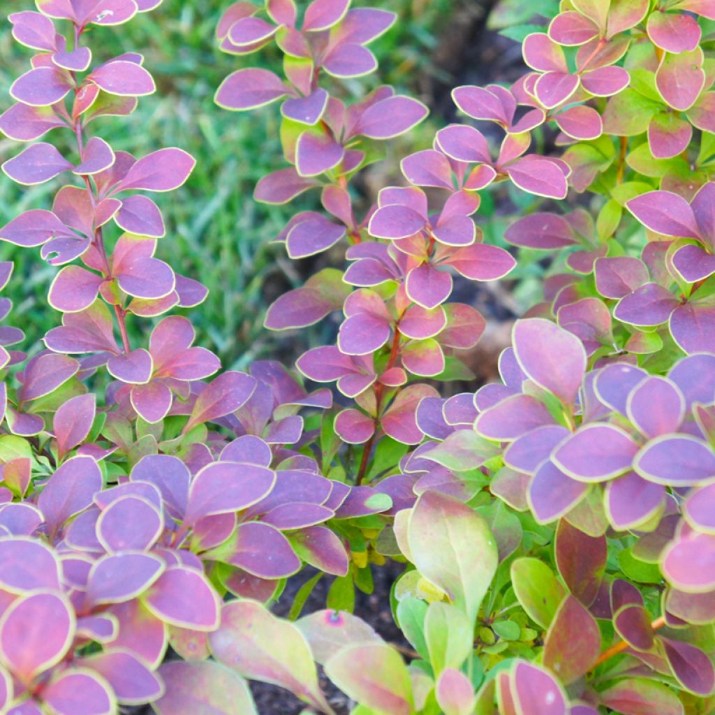 Berberis thunbergii Golden Ring - Epine-vinette