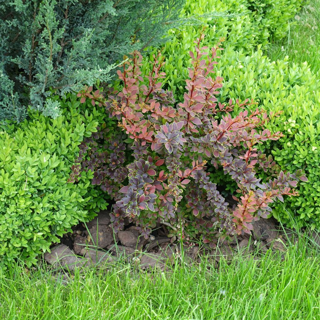 Berberis thunbergii Golden Ring - Epine-vinette