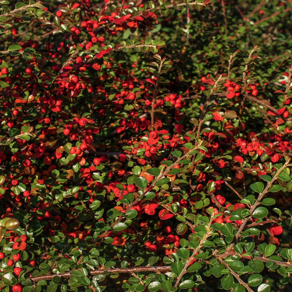 Berberis thunbergii Green Carpet - Epine-vinette