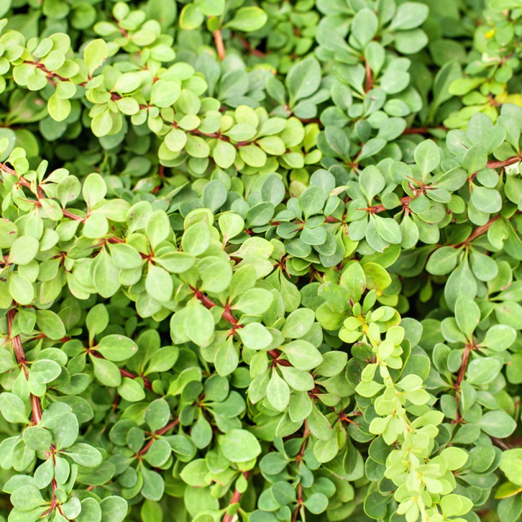 Berberis thunbergii Green Carpet - Epine-vinette