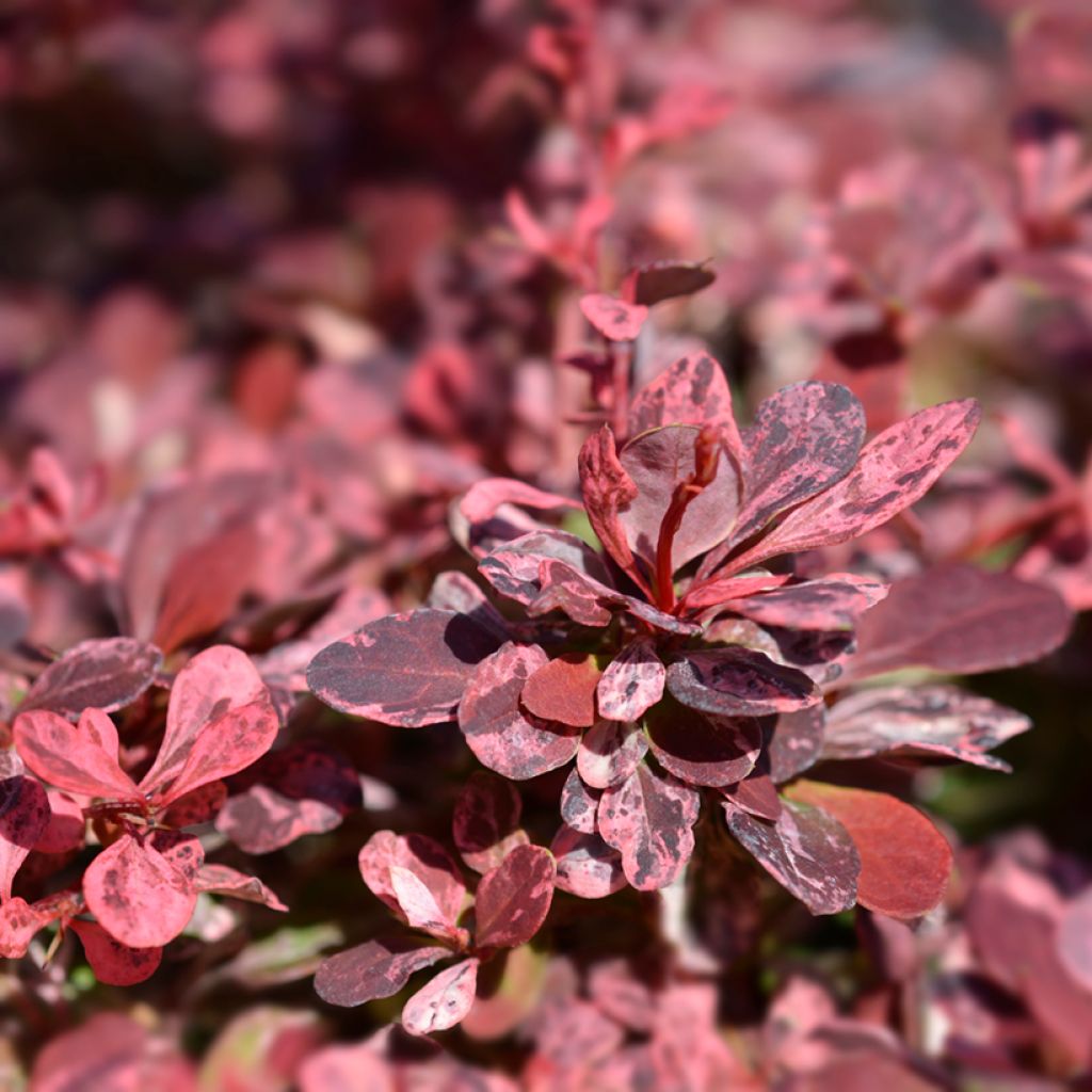 Berberis thunbergii Harlequin - Epine-vinette