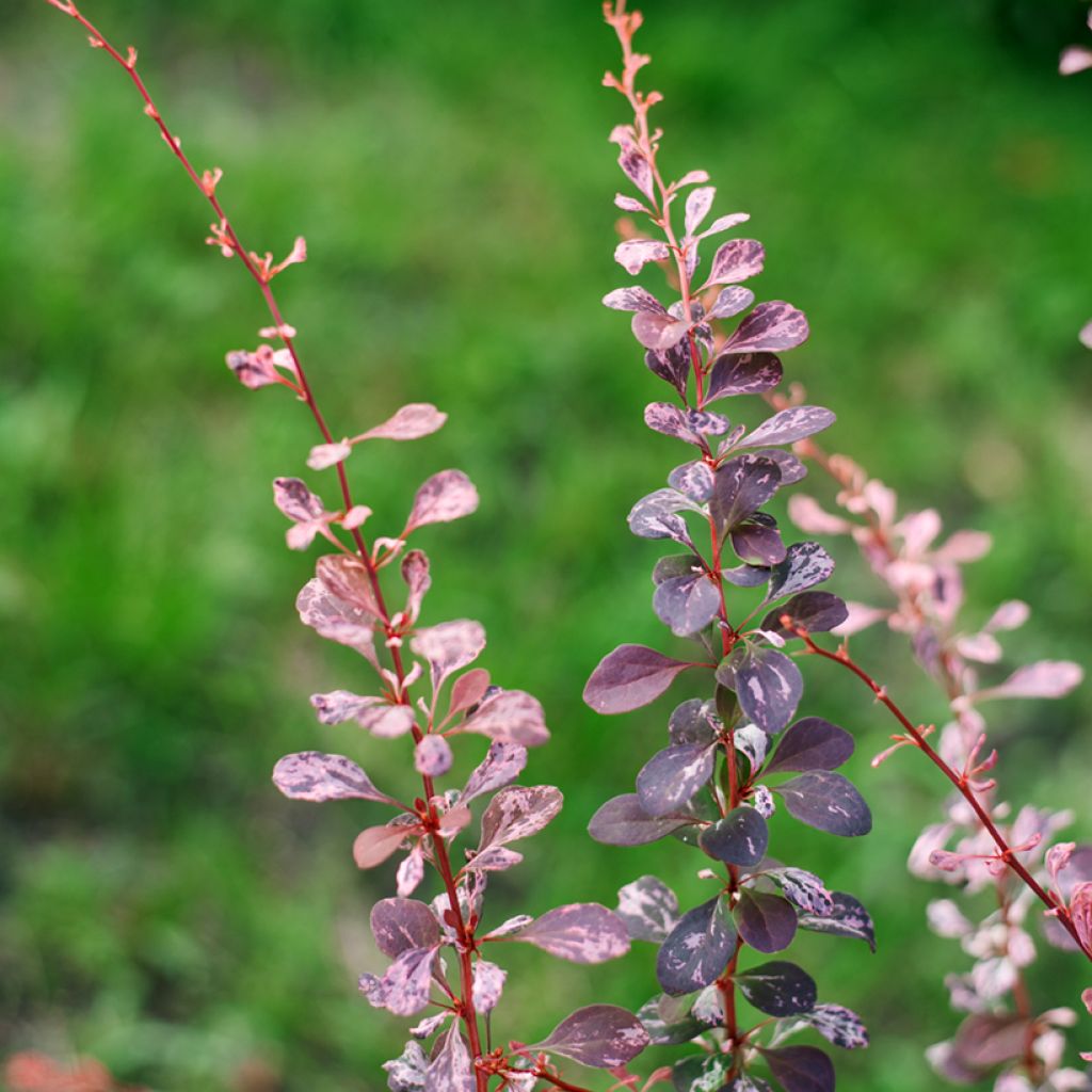 Berberis thunbergii Harlequin - Epine-vinette