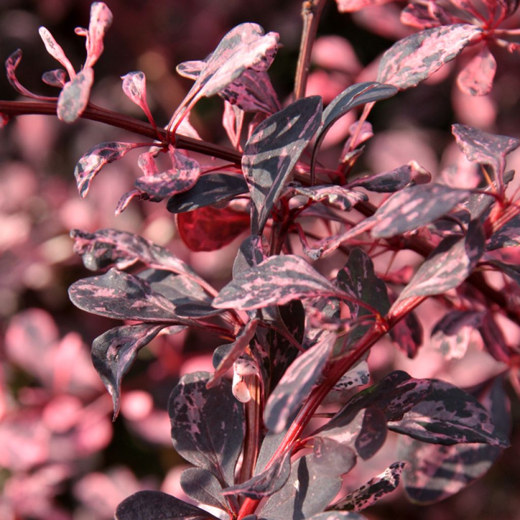 Berberis thunbergii Harlequin - Epine-vinette