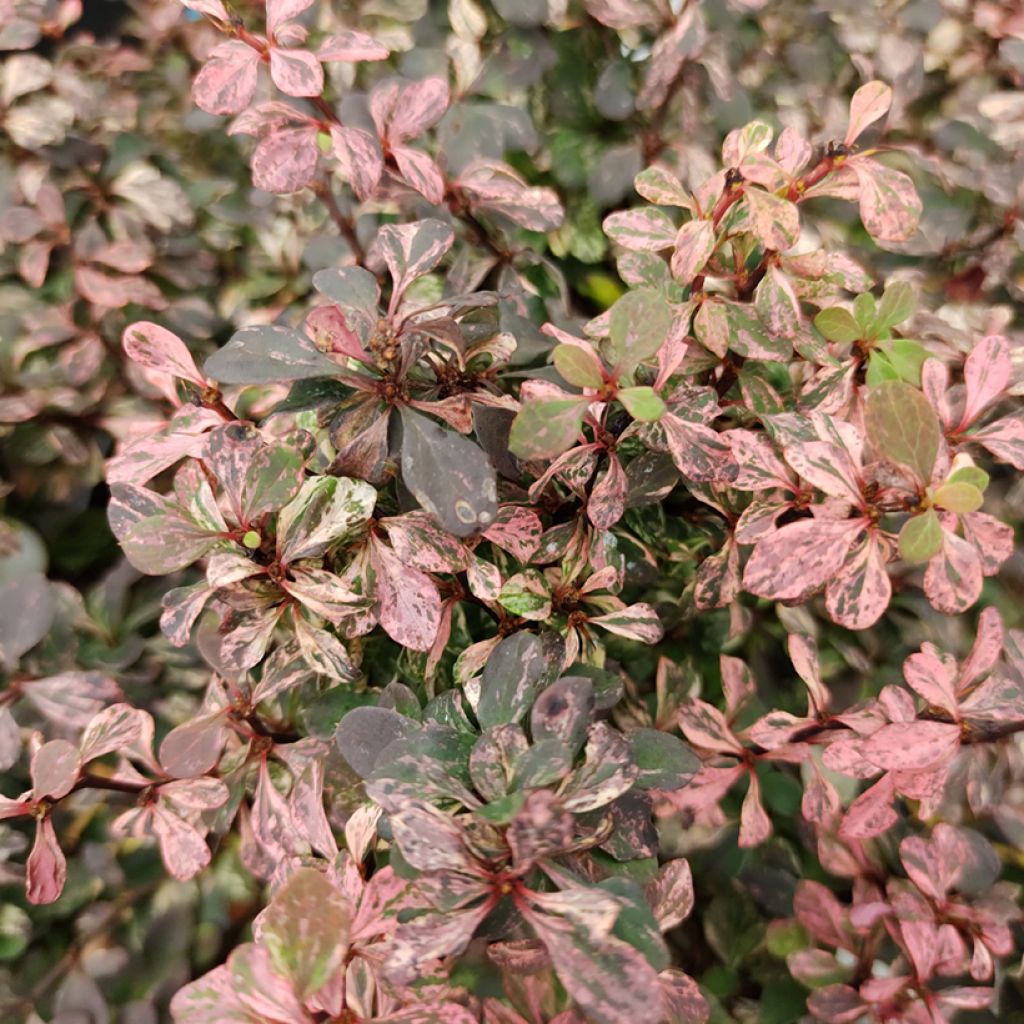 Berberis thunbergii Inspiration - Épine-vinette