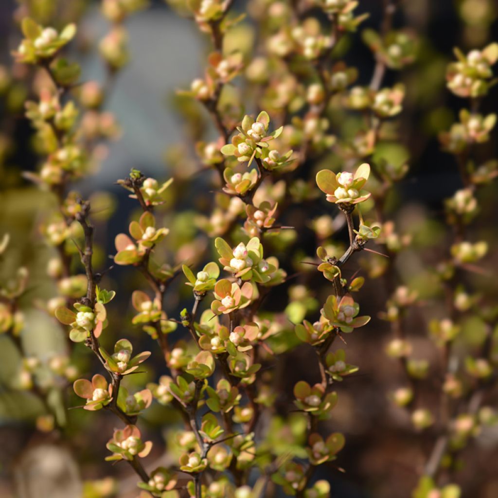 Berberis thunbergii Maria - Épine-vinette