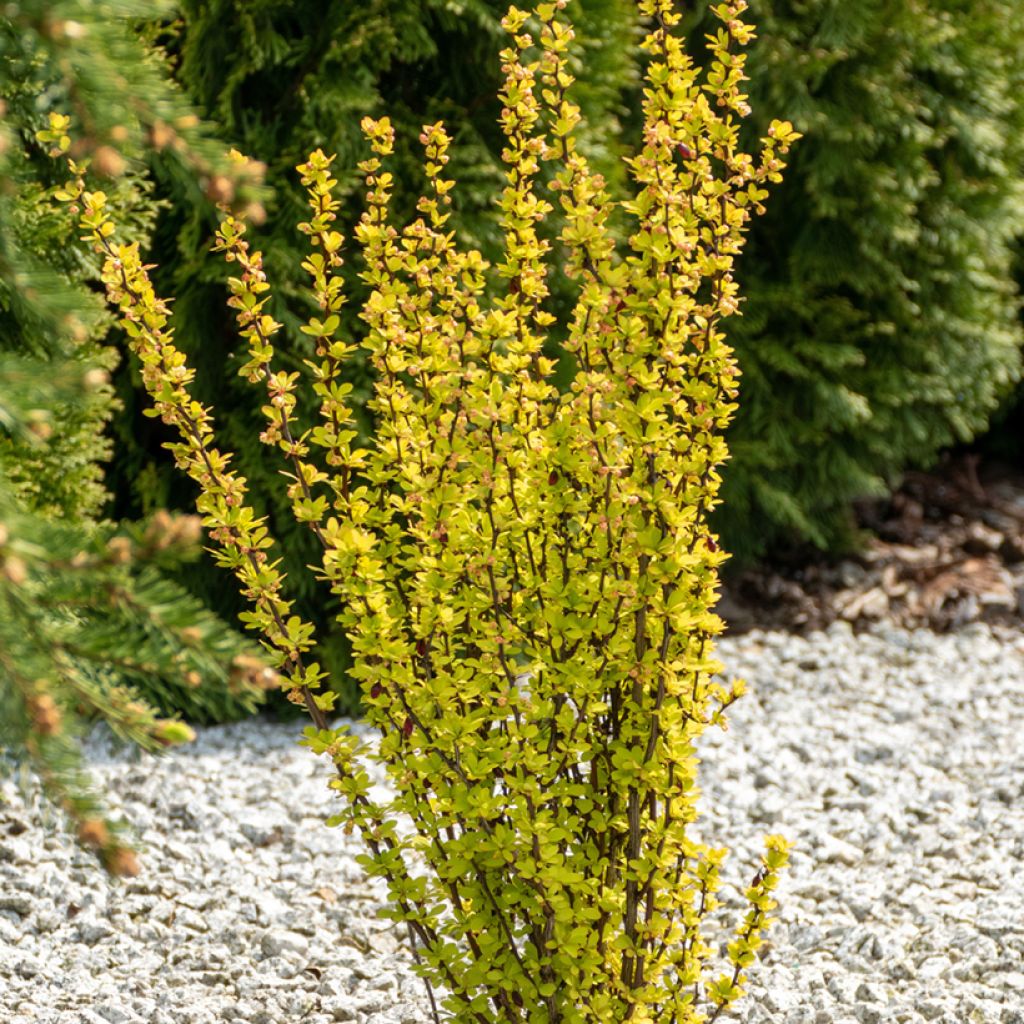 Berberis thunbergii Maria - Épine-vinette