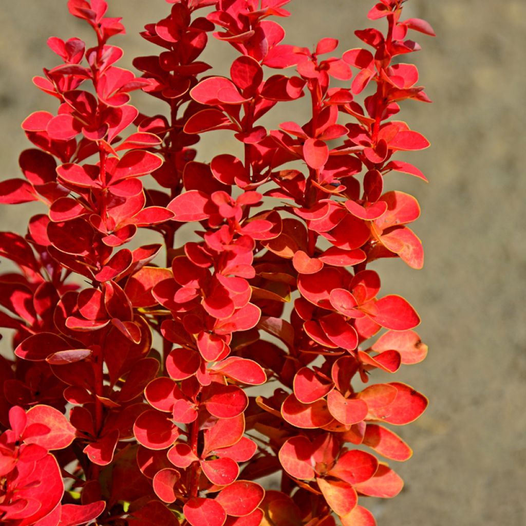 Berberis thunbergii Orange Rocket - Epine-vinette