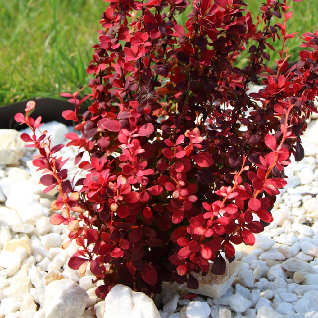 Berberis thunbergii Orange Rocket - Epine-vinette