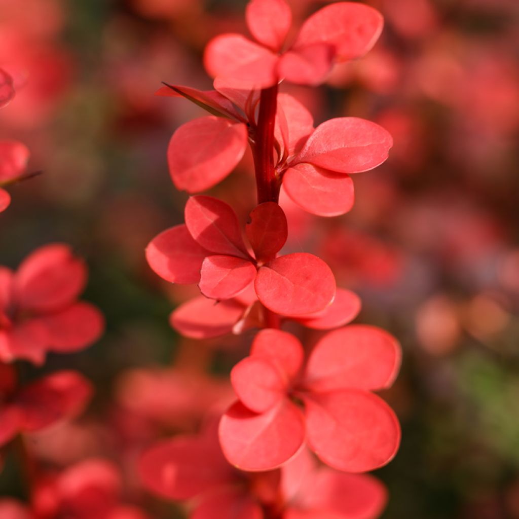 Berberis thunbergii Orange Rocket - Epine-vinette