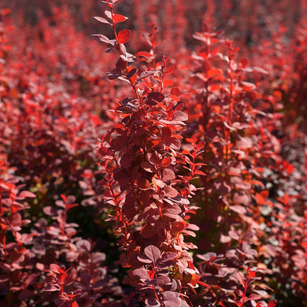 Berberis thunbergii Orange Rocket - Epine-vinette