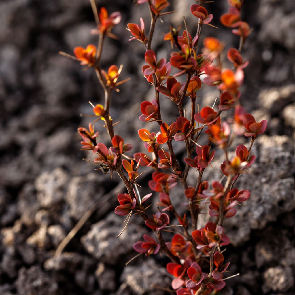 Berberis thunbergii Orange Rocket - Epine-vinette