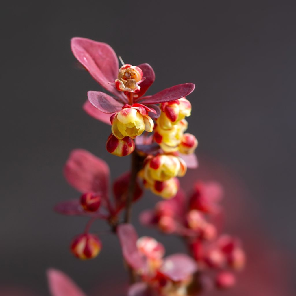 Berberis thunbergii Orange Rocket - Epine-vinette