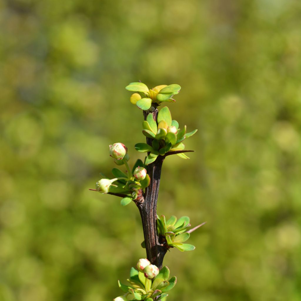 Berberis thunbergii Powwow - Epine-vinette