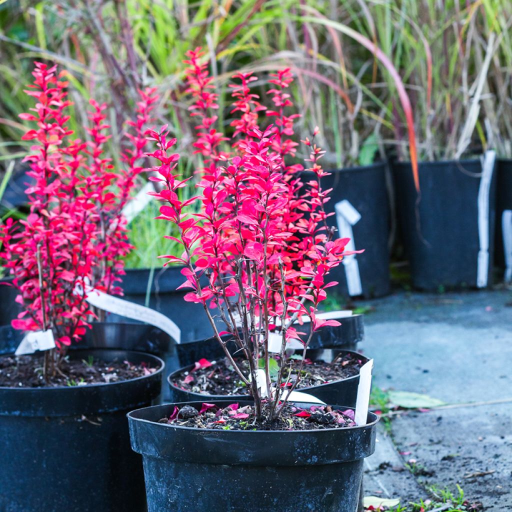 Berberis thunbergii Powwow - Epine-vinette